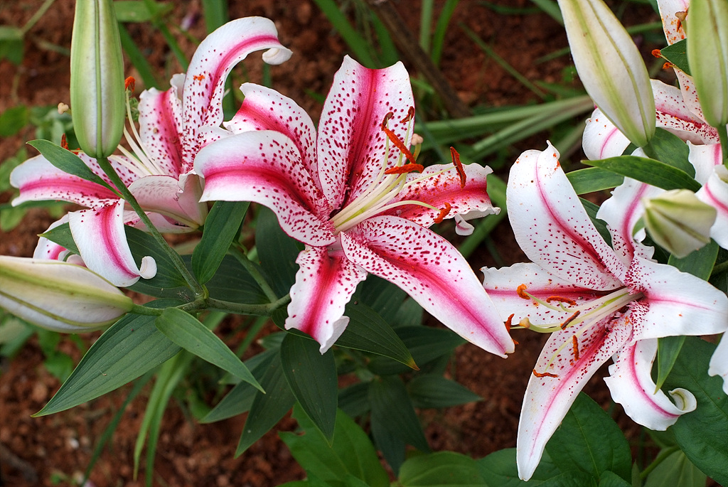 백합 - Lily, Lilium longiflorum Thunb.