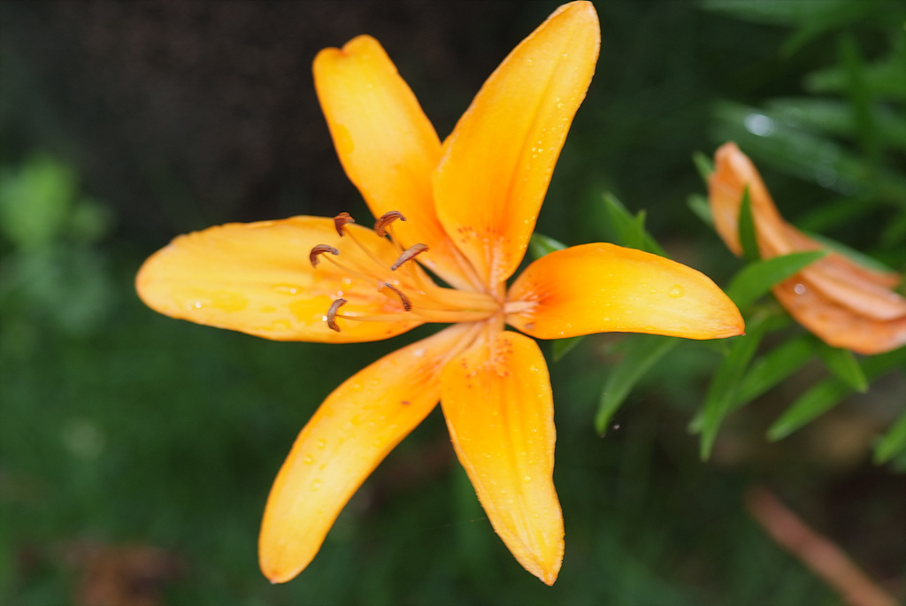 백합 - Lily, Lilium longiflorum Thunb.