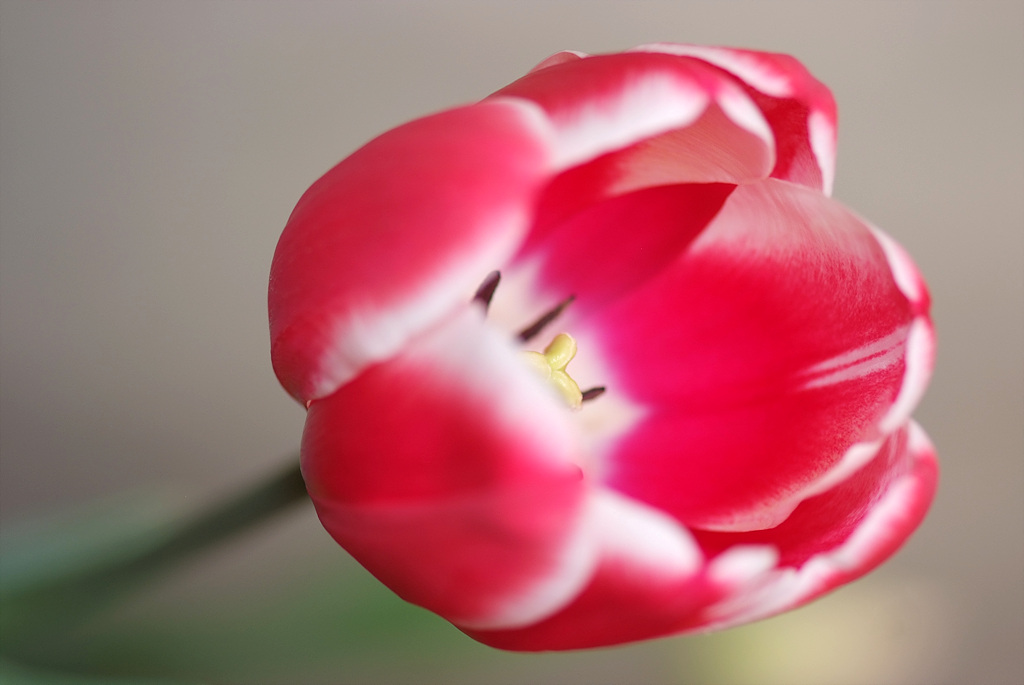튤립 - Tulip, Tulipa gesneriana