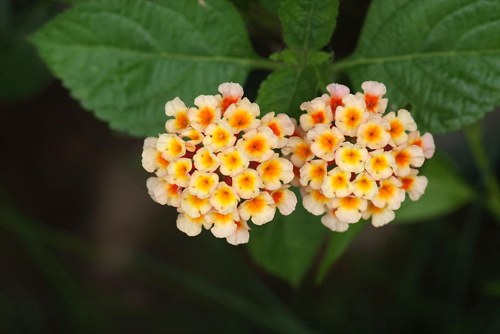 란타나 - Spanish Flag, West Indian Lantana, Lantana camara