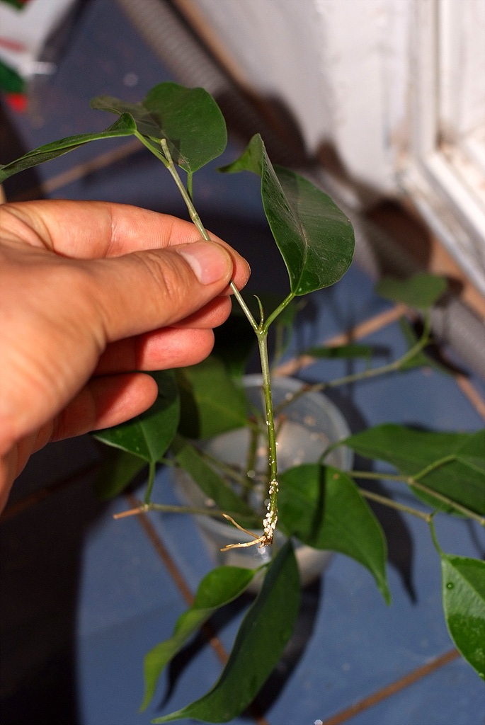 벤자민고무나무 - weeping fig, benjamin fig, Ficus tree, Ficus benjamina L.