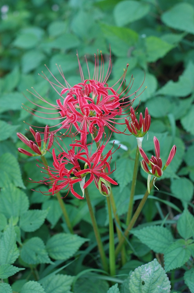 석산 - red spider lily, Lycoris radiata