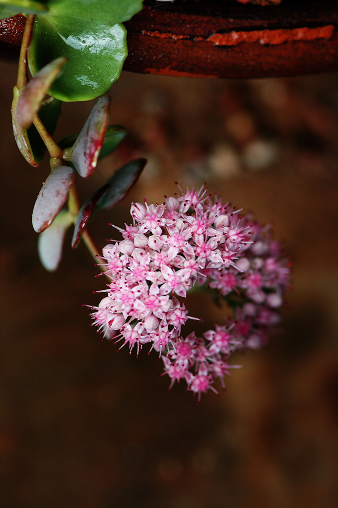 둥근잎꿩의비름 - Sedum rotundifolium