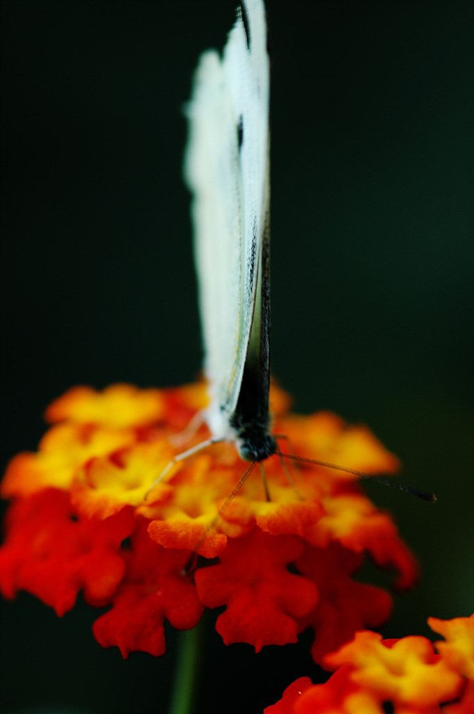 란타나 - Spanish Flag, West Indian Lantana, Lantana camara