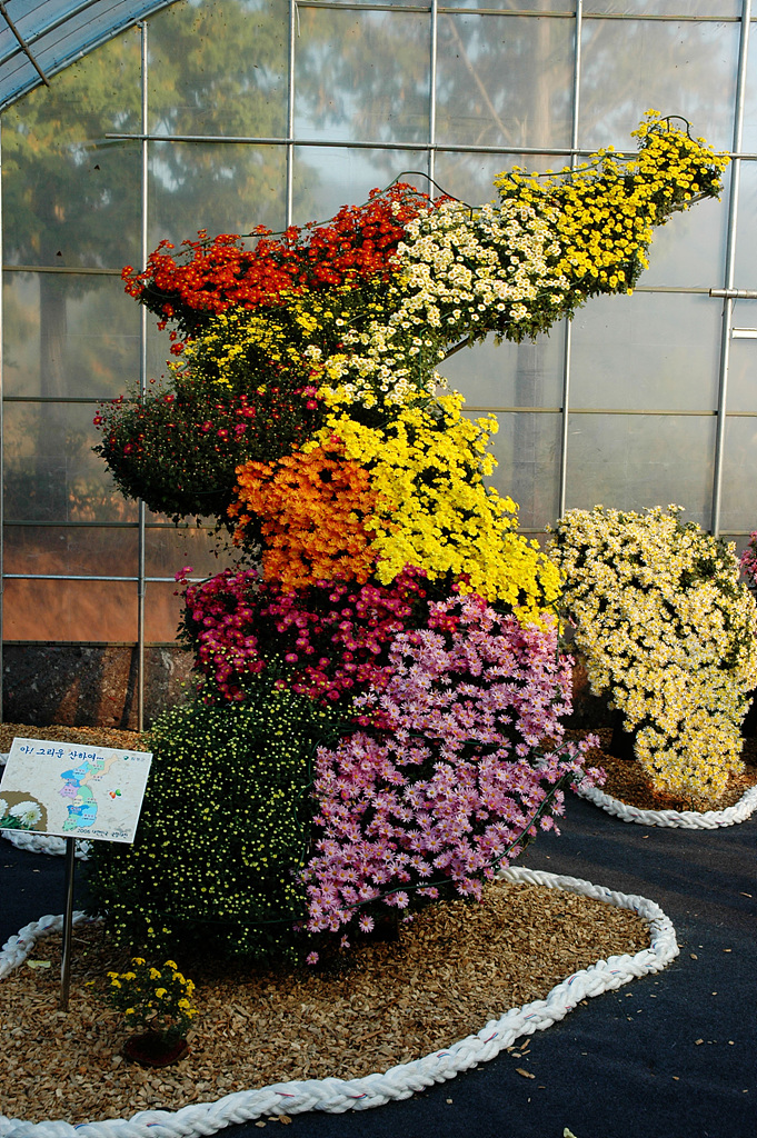 국화 - florist