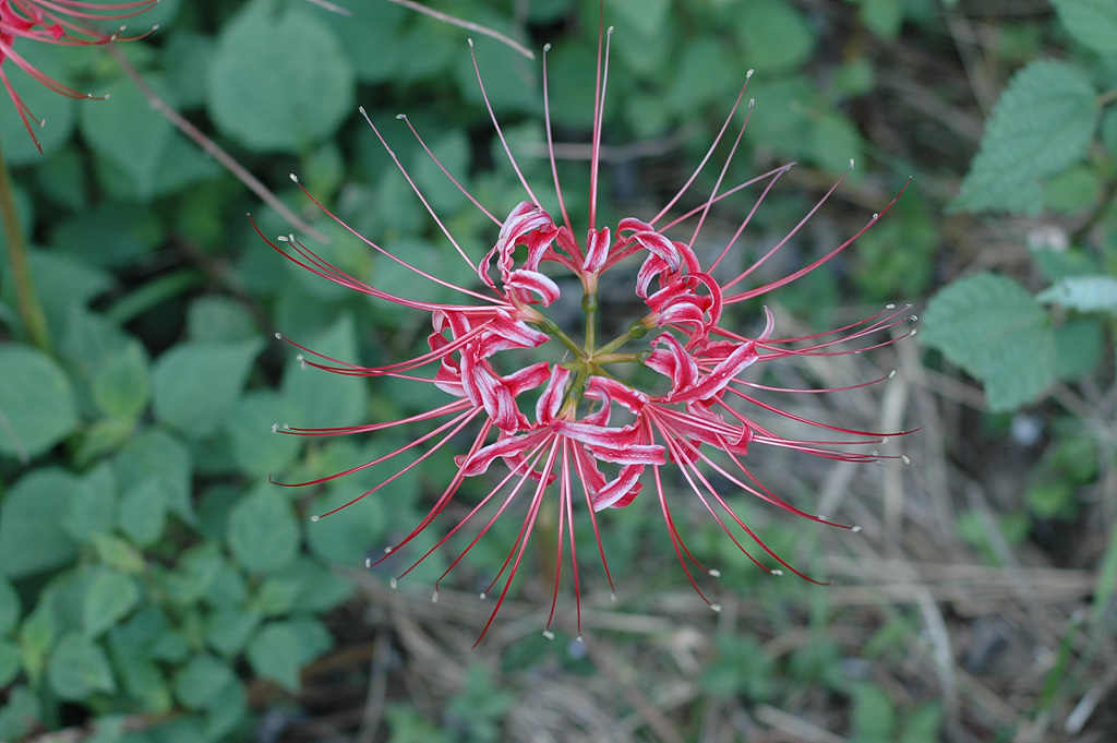 석산 - red spider lily, Lycoris radiata