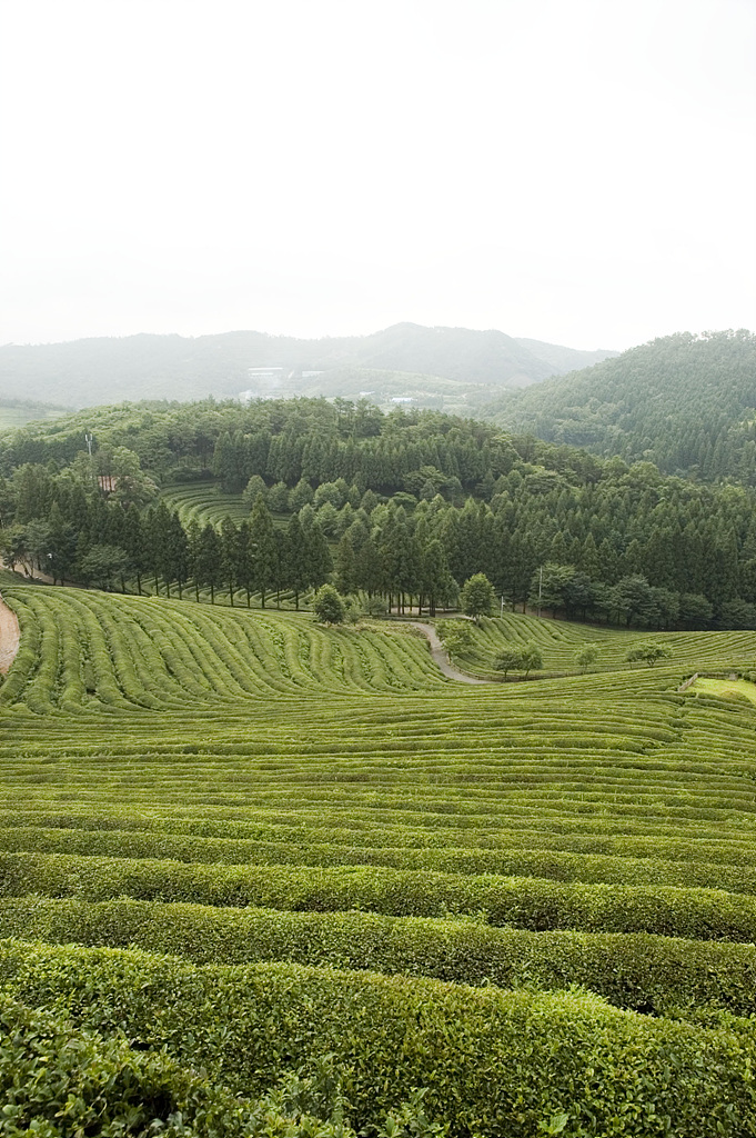 차나무 - camellia, Camellia sinensis L.