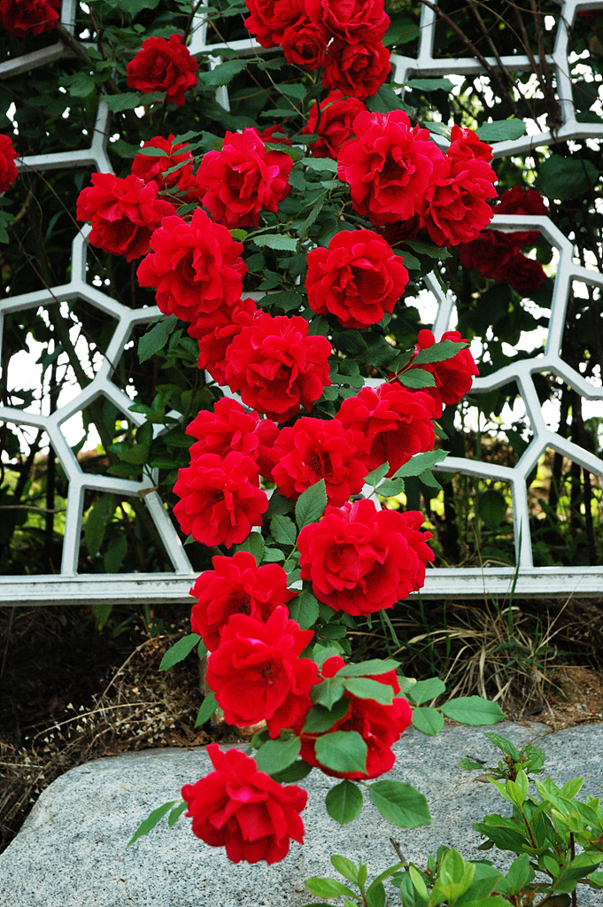 장미 - Rose, Rosa hybrida