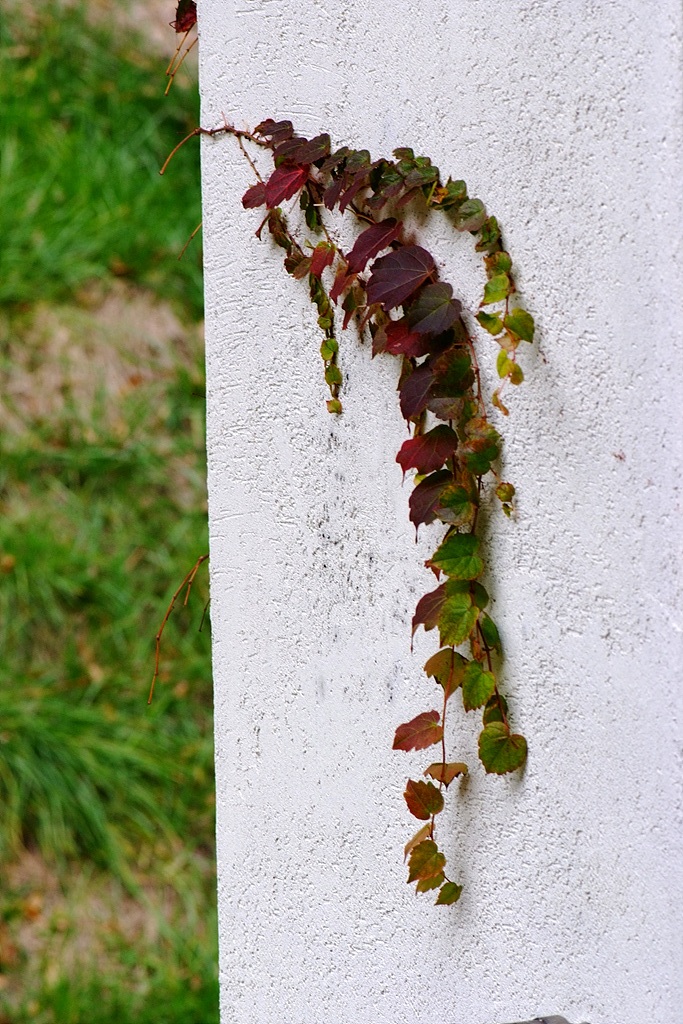 담쟁이덩굴 - Parthenocissus tricuspidata