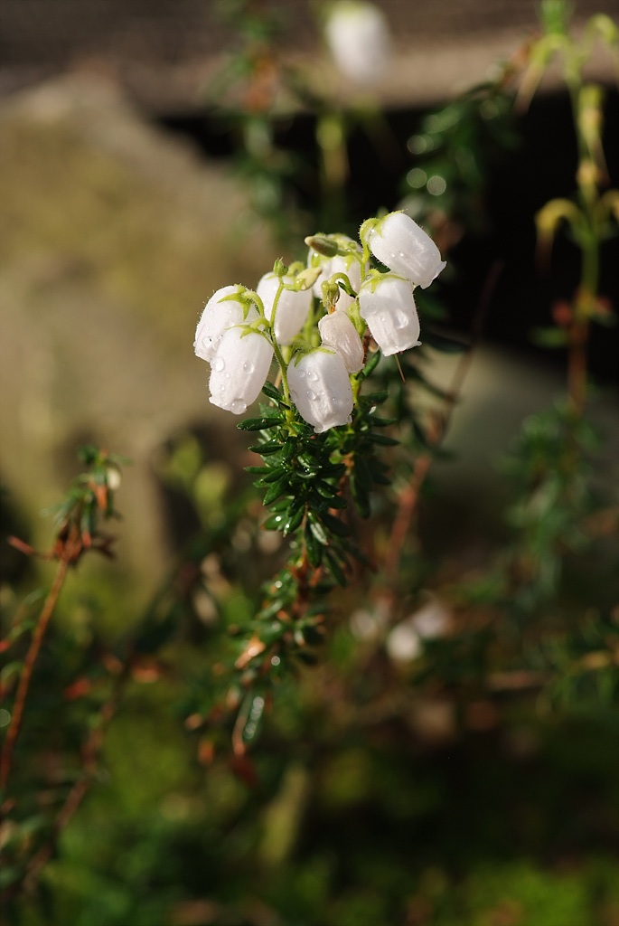 진퍼리꽃나무 - Chamaedaphne calyculata
