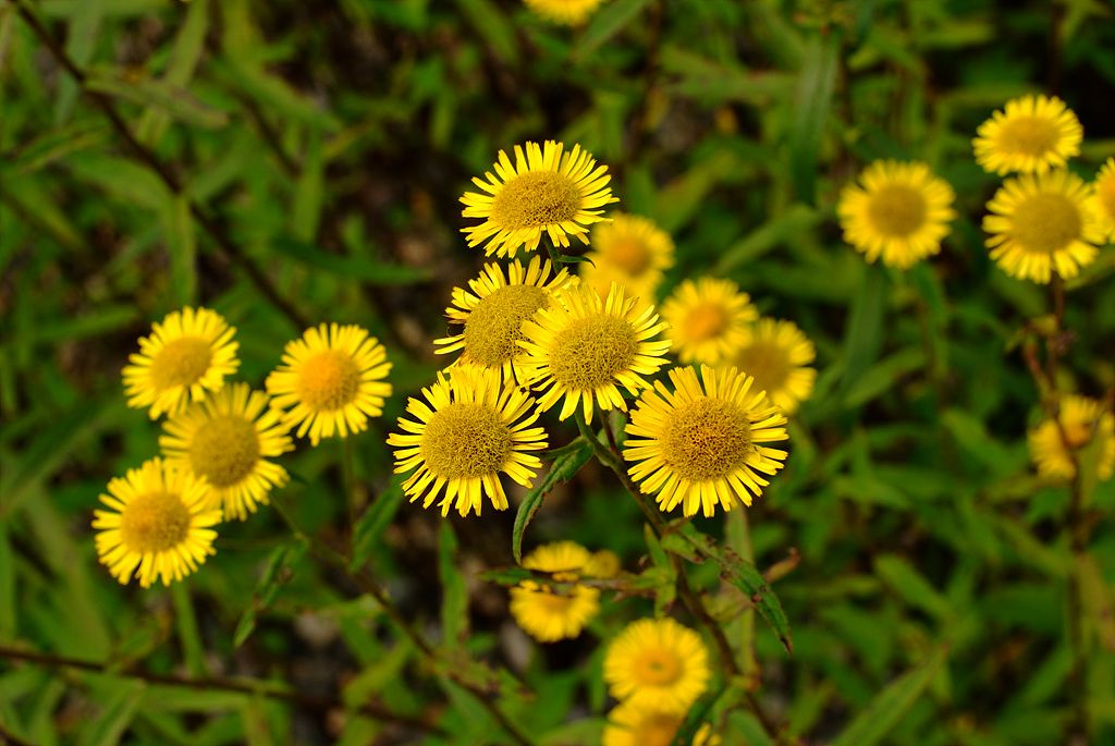 금불초 - Inula britannica var. chinensis
