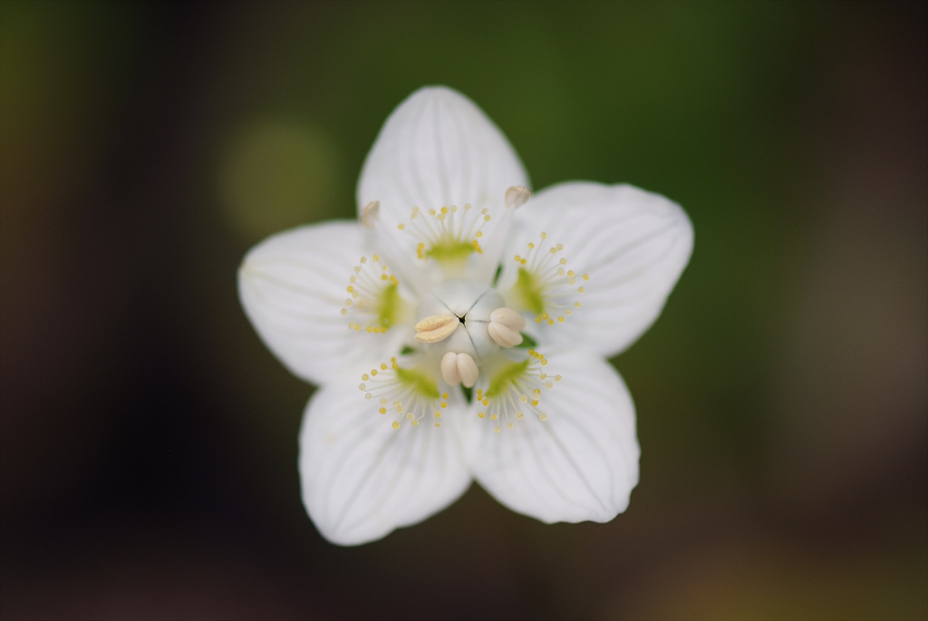 물매화 - Parnassia palustris L.