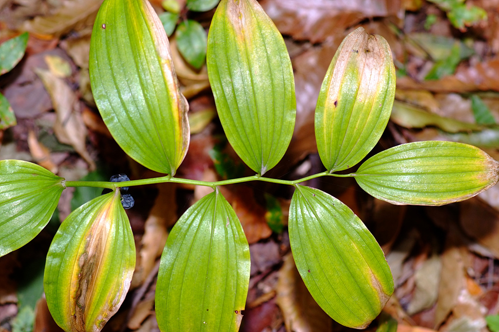 둥굴레 - ㅋㅋ, Polygonatum odoratum var.pluriflorum