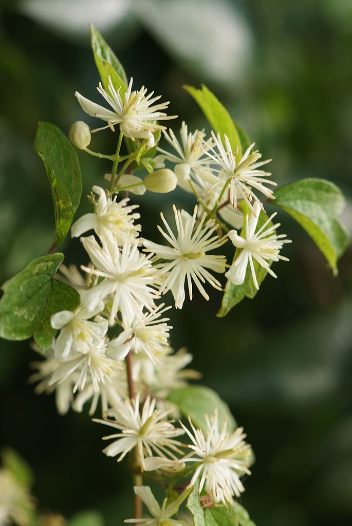 사위질빵 - Clematis apiifolia