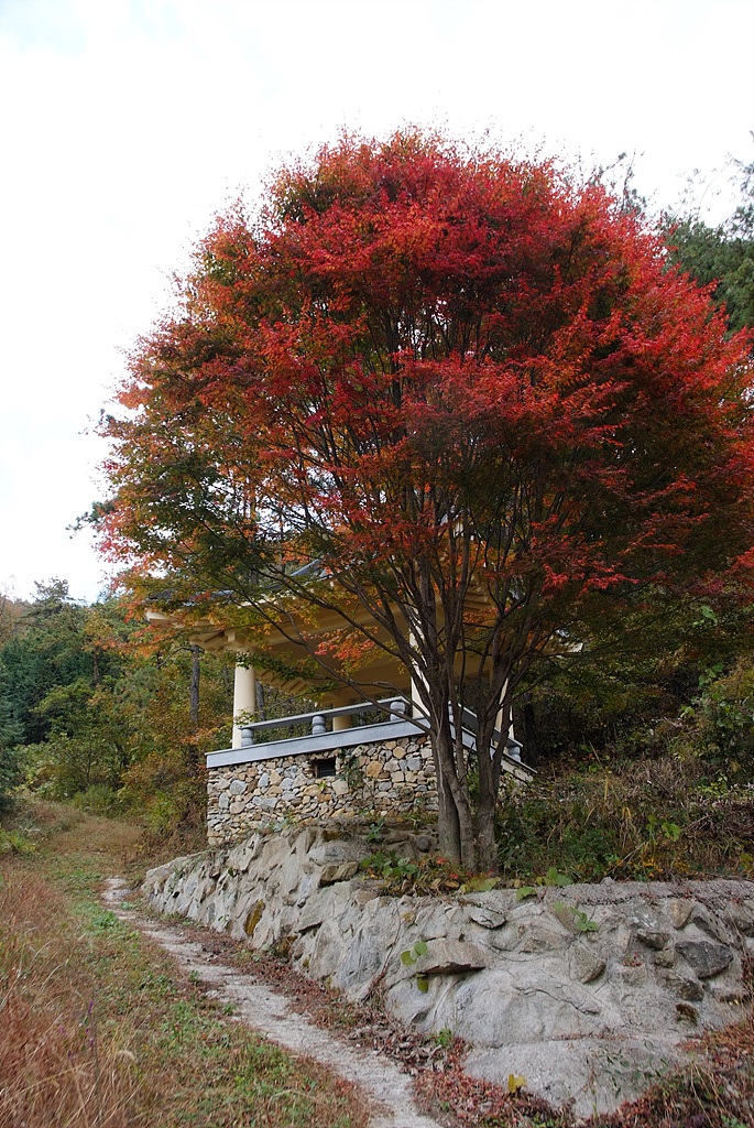 단풍나무 - Acer palmatum Thunb. ex Murray, Acer palmatum Thunb. ex Murray