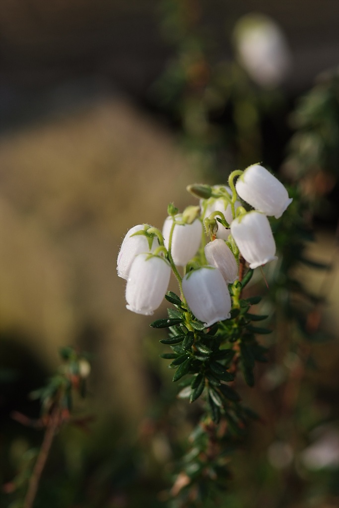 진퍼리꽃나무 - Chamaedaphne calyculata