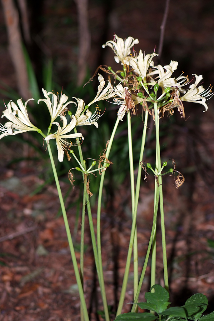 상사화 - Lycoris squamigera Max. 