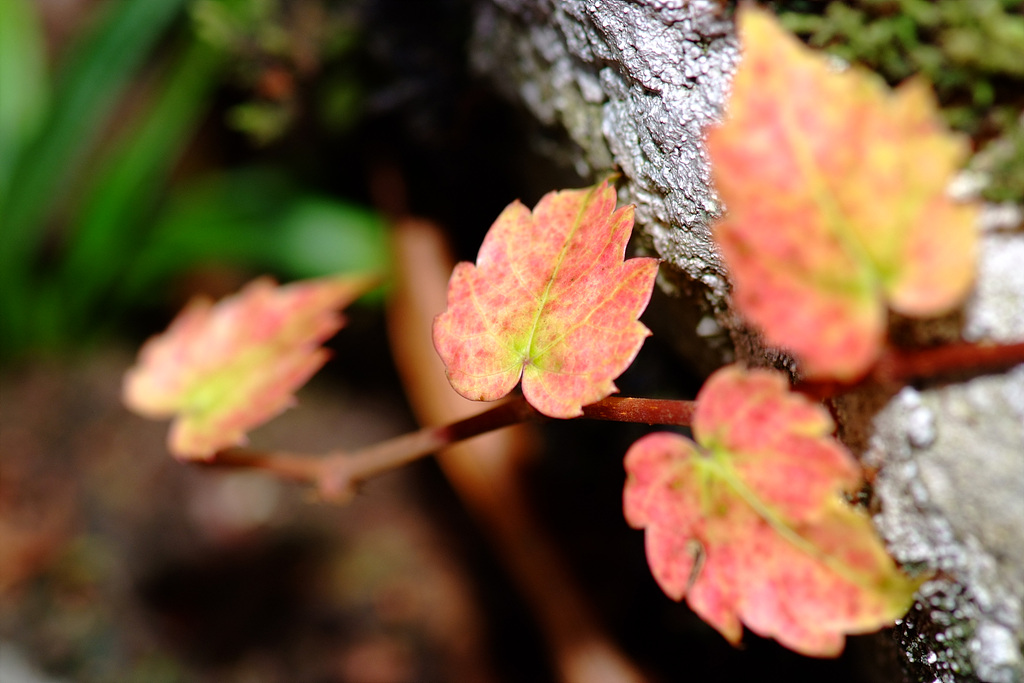 담쟁이덩굴 - Parthenocissus tricuspidata