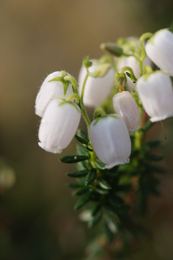 진퍼리꽃나무 - Chamaedaphne calyculata