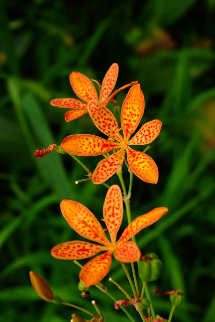 범부채 - Belamcanda chinensis
