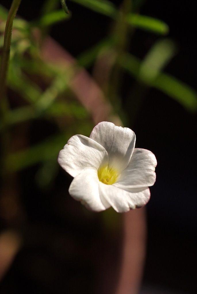 바람개비사랑초 - Oxalis, Wood Sorrel, Oxalis versicolor