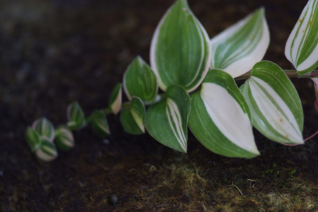 둥굴레 - ㅋㅋ, Polygonatum odoratum var.pluriflorum