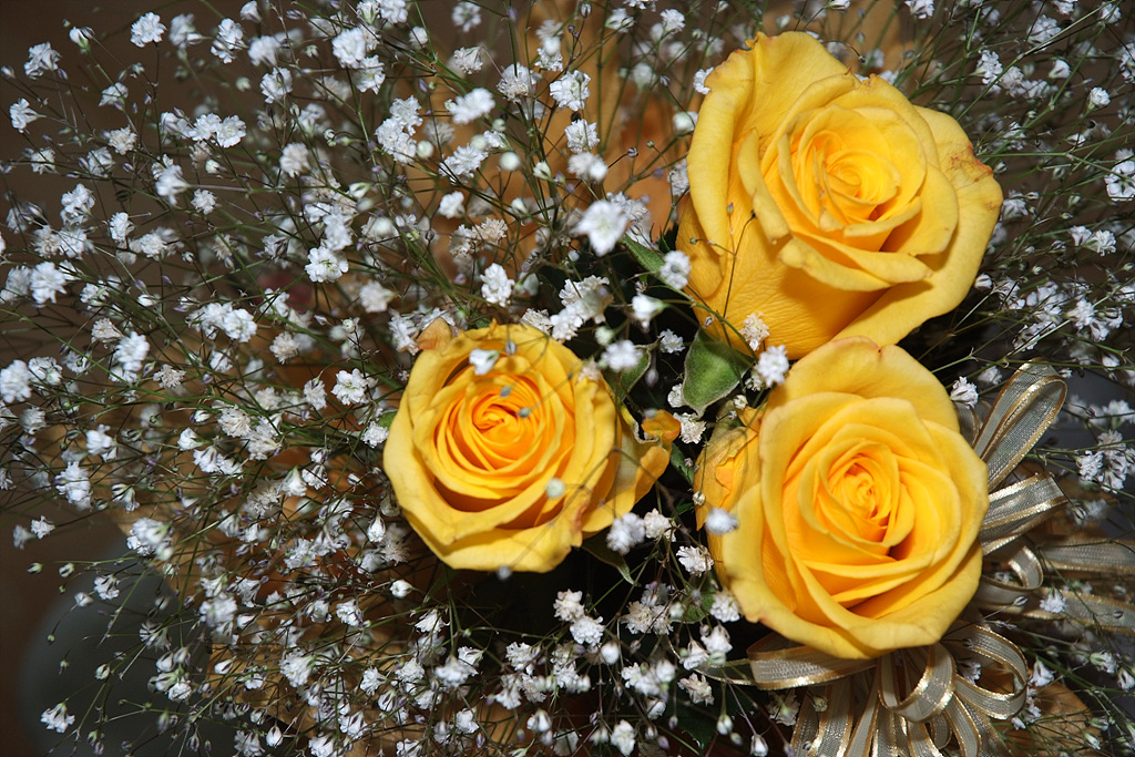 장미 - Rose, Rosa hybrida