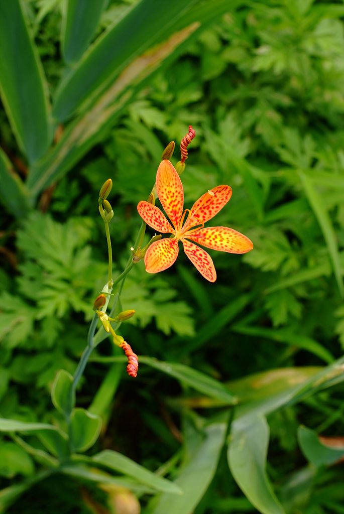 범부채 - Belamcanda chinensis
