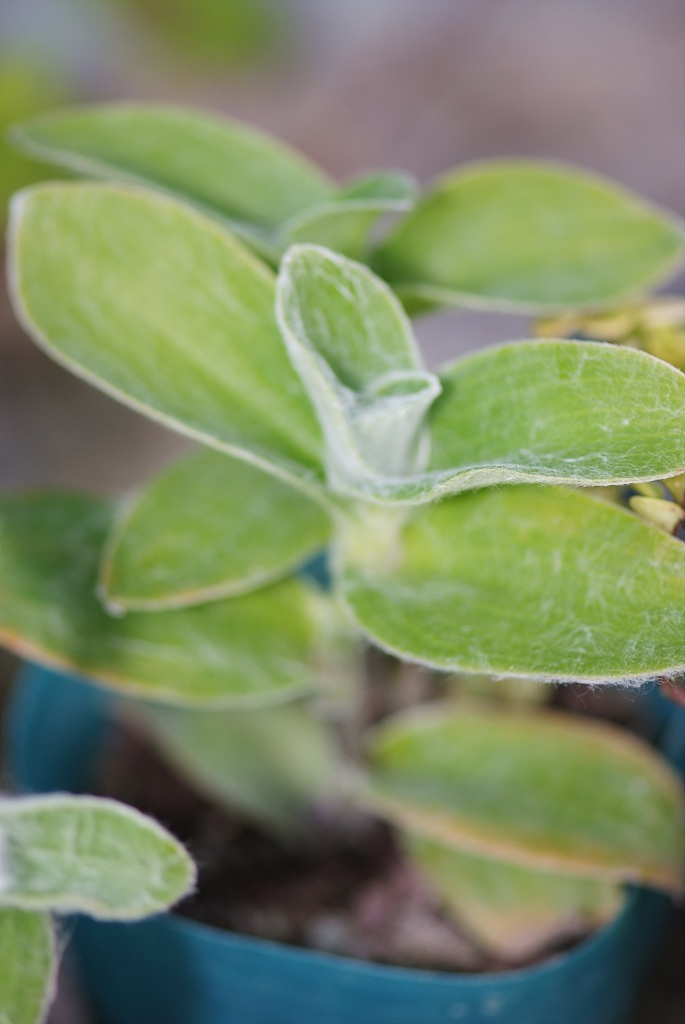 털달개비 - White Velvet, White Gossamer, Tradescantia sillamontana