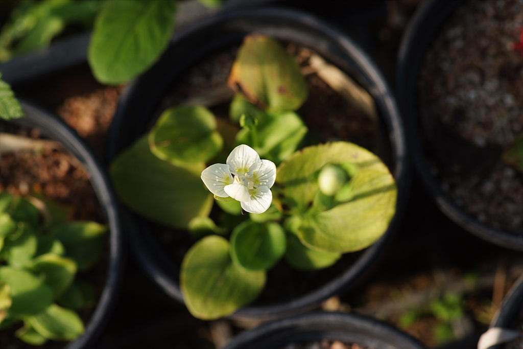물매화 - Parnassia palustris L.