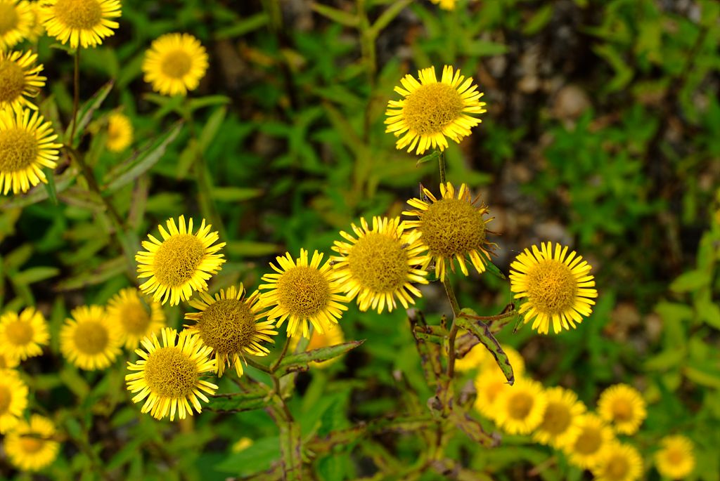금불초 - Inula britannica var. chinensis