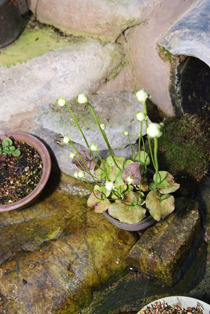 물매화 - Parnassia palustris L.
