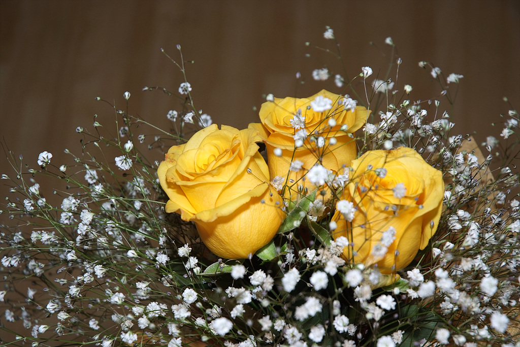 장미 - Rose, Rosa hybrida