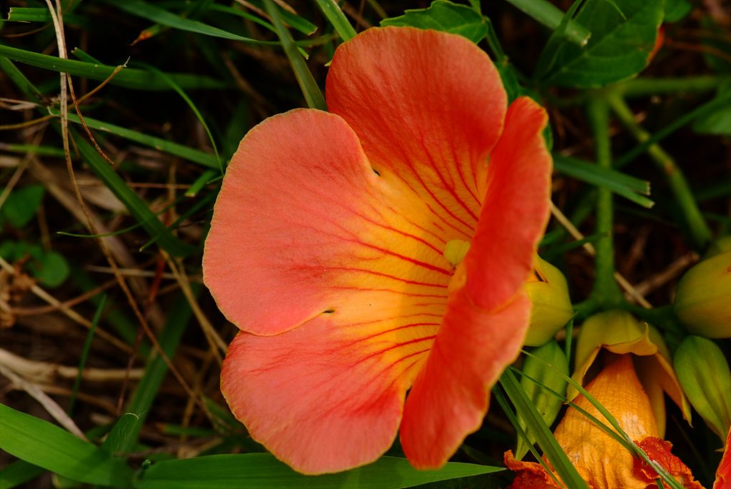 능소화 - Campsis grandifolia (Thunb.) K.Schum.