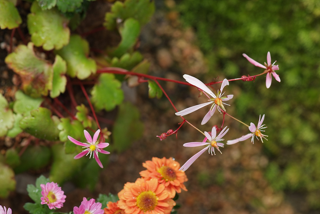 바위떡풀 - Saxifraga fortunei var. incisolobata (Engl. & Irmsch.) Nakai