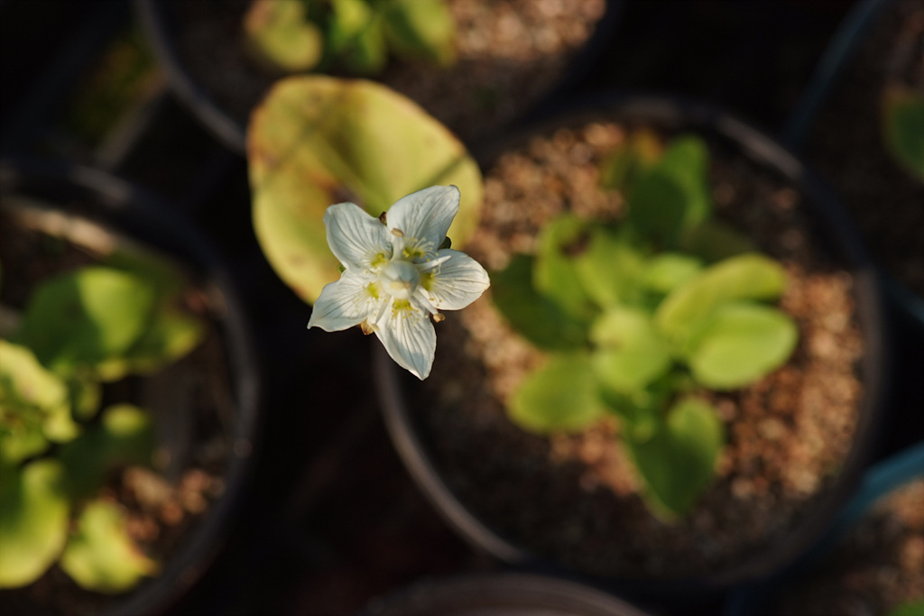 물매화 - Parnassia palustris L.