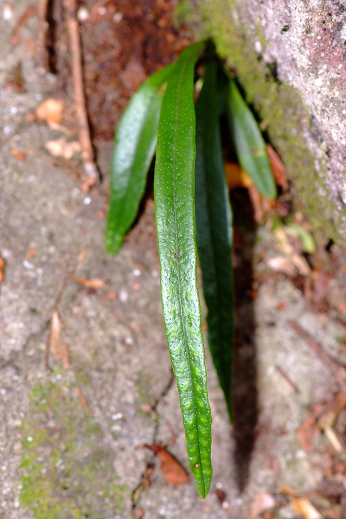 고란초 - Crypsinus hastatus (Thunb.) Copel.