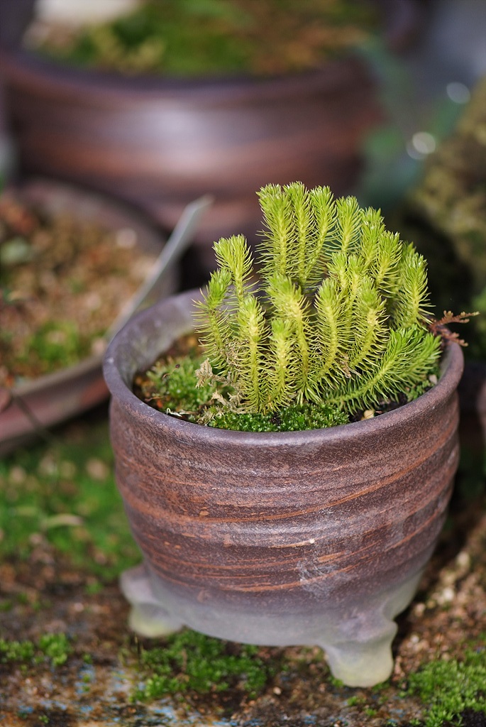다람쥐꼬리 - Lycopodium chinense H.Christ