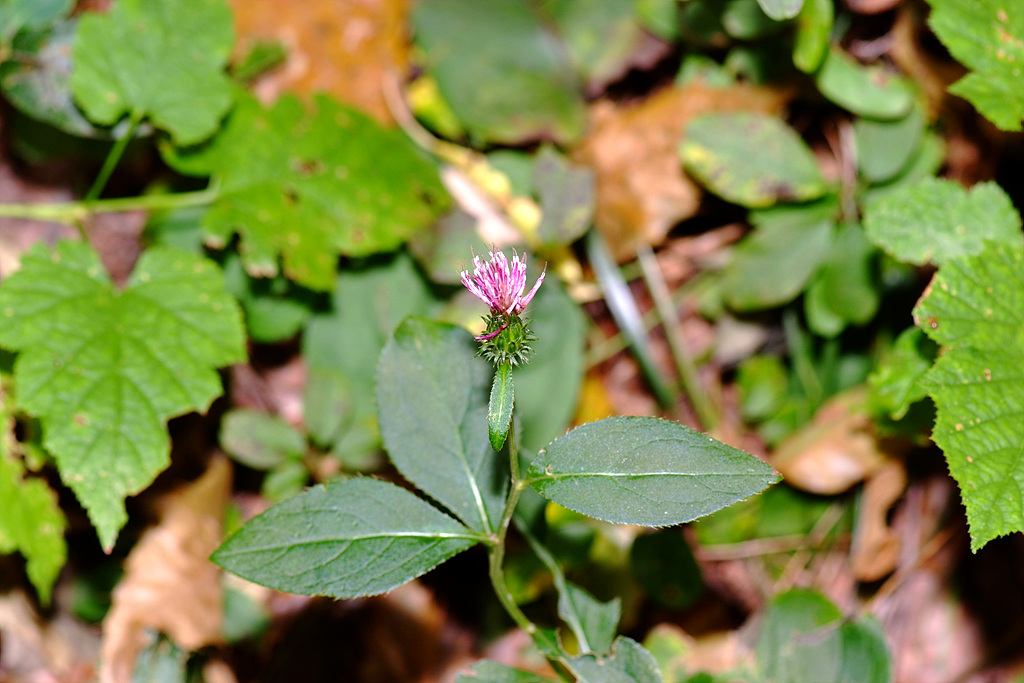 당분취 - Saussurea tanakae Franch. & Sav. ex Maxim.