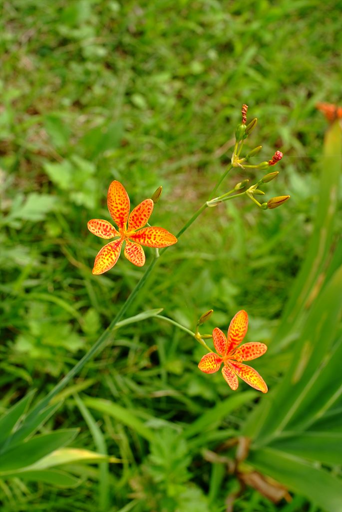 범부채 - Belamcanda chinensis
