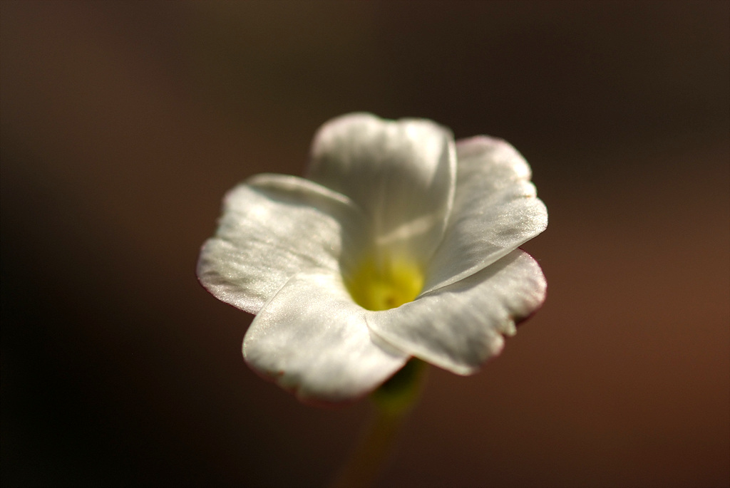바람개비사랑초 - Oxalis, Wood Sorrel, Oxalis versicolor