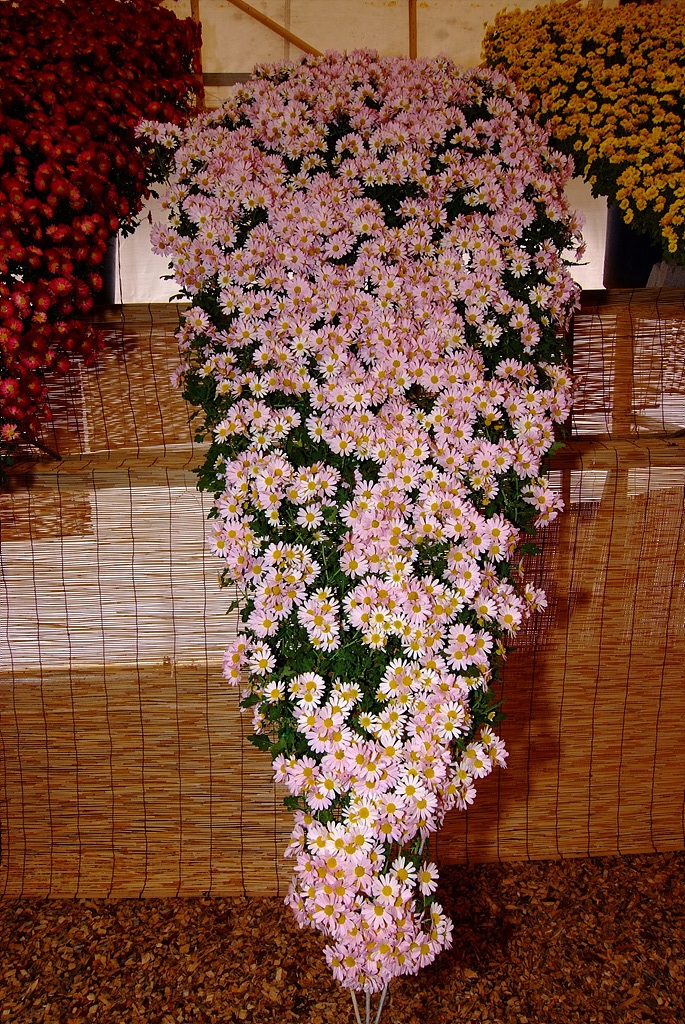 국화 - florist