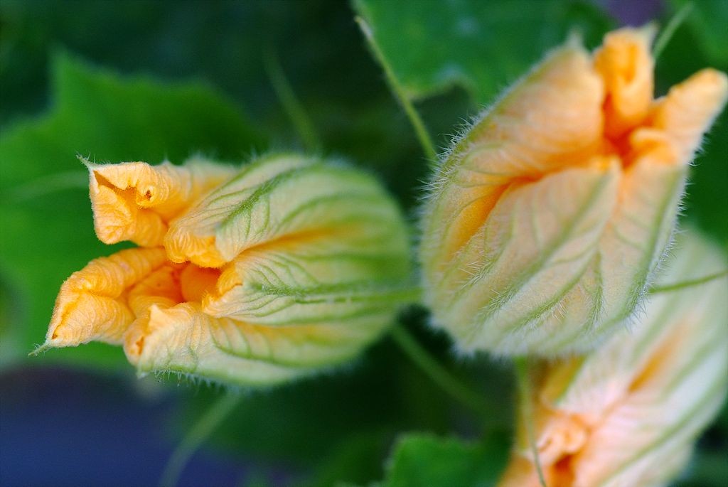 호박 - squash, Cucurbita moschata Duchesne