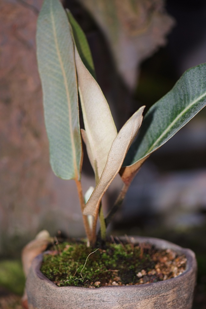 석위 - Pyrrosia lingua (Thunb.) Farw.