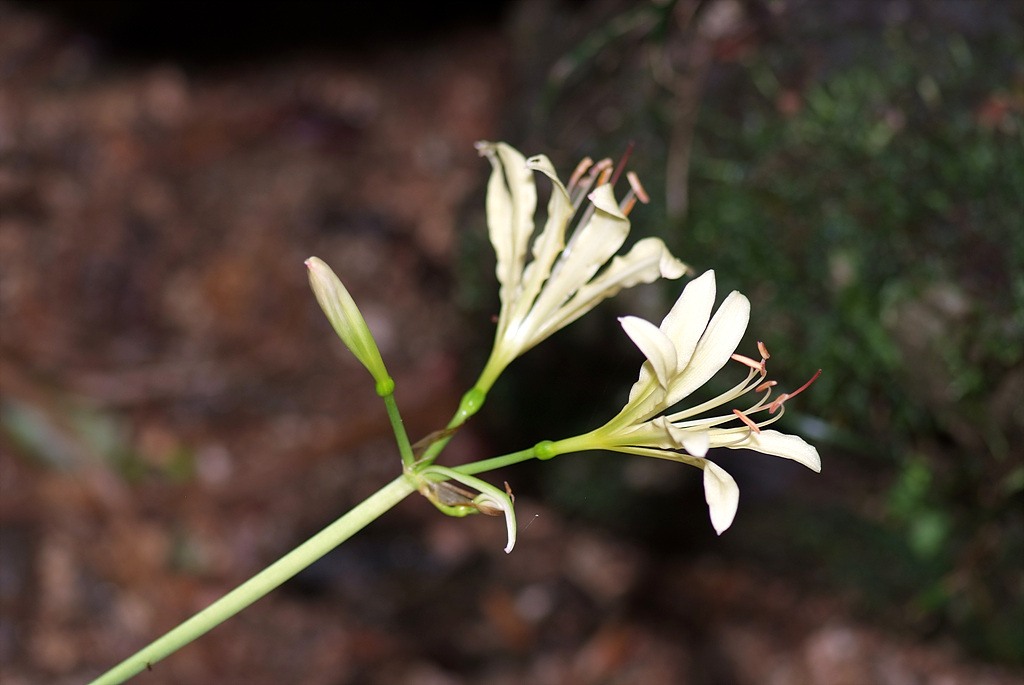 상사화 - Lycoris squamigera Max. 