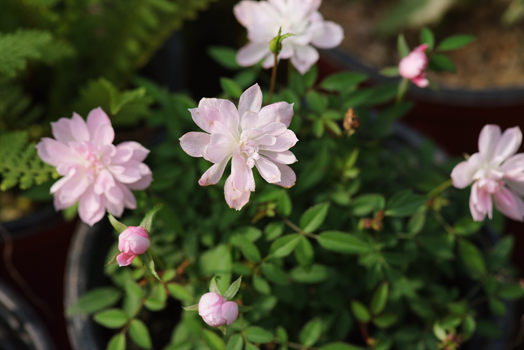 장미 - Rose, Rosa hybrida