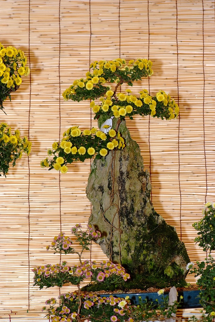 국화 - florist