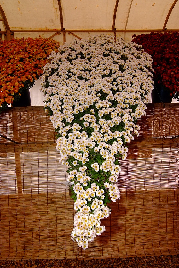 국화 - florist