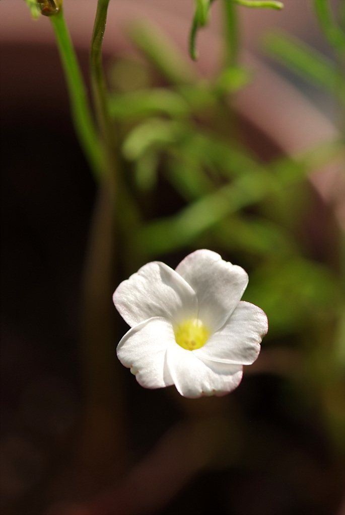 바람개비사랑초 - Oxalis, Wood Sorrel, Oxalis versicolor