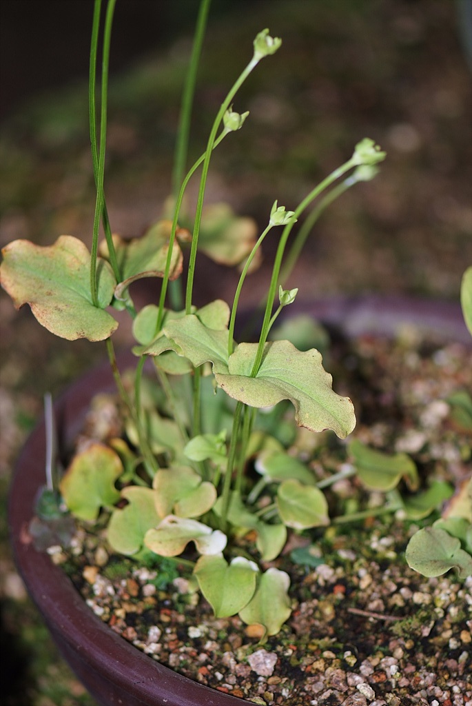 물매화 - Parnassia palustris L.